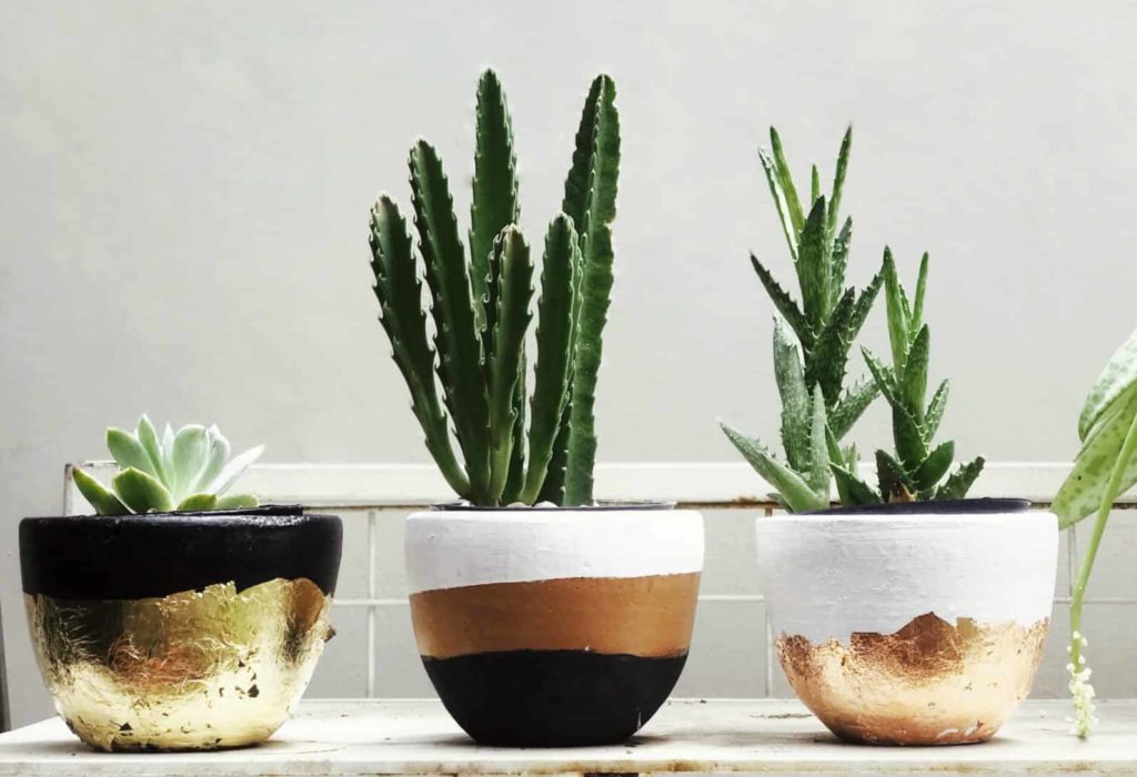 row-of-plant-pots
