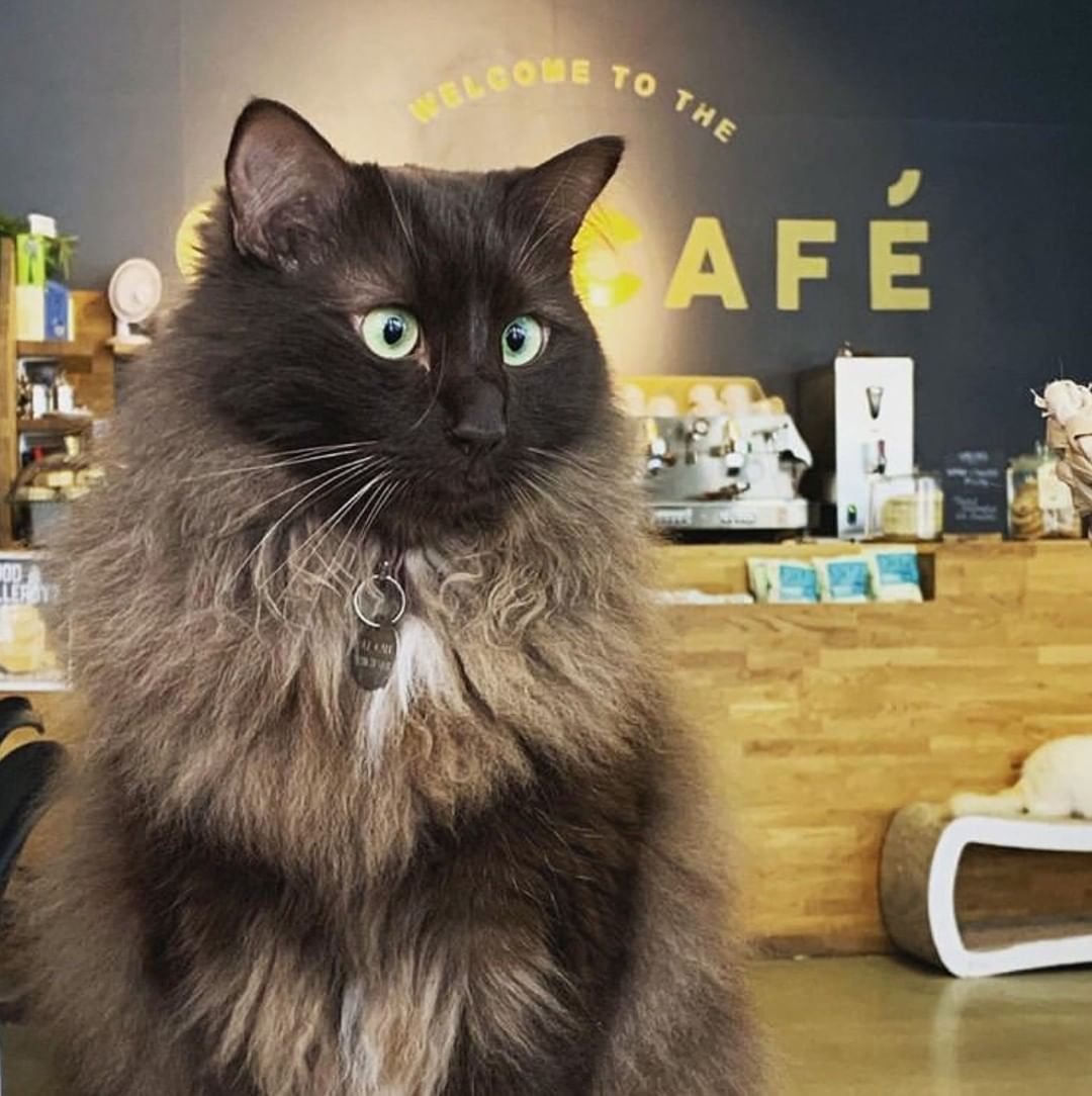  Manchester  s Cat  Cafe  Is Looking For A Human Servant To 