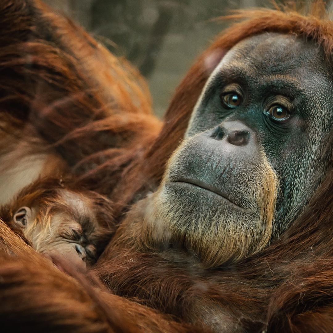 A Rare Baby Orangutan  Has Been Born At Chester Zoo  