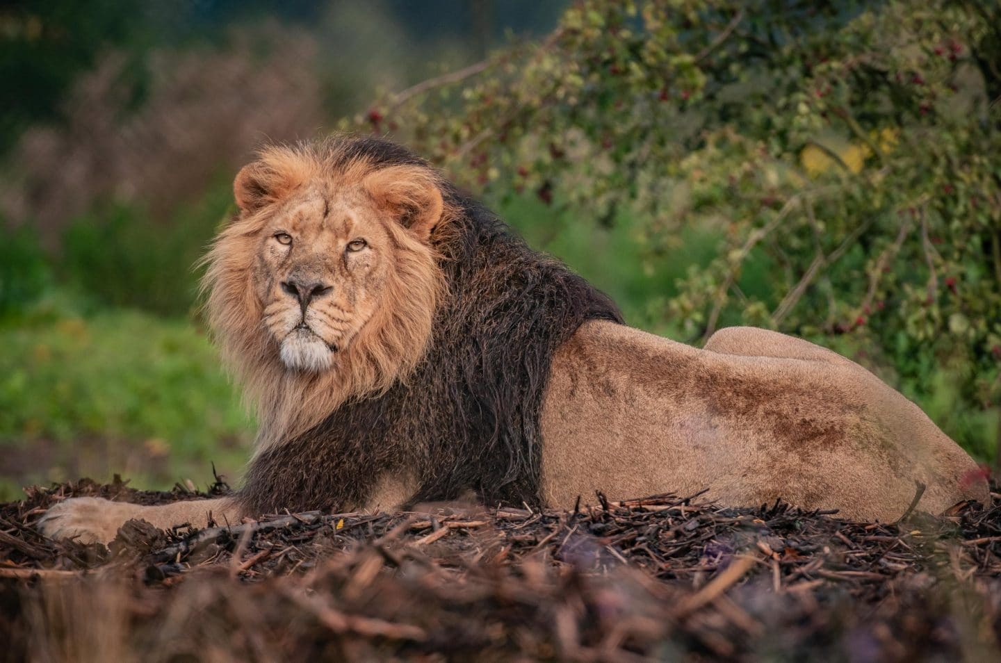 Chester Zoo Is Hosting A Live Virtual Tour Of The Animals Today