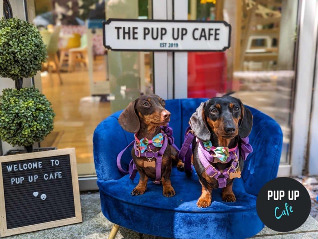 pup-up-cafe-two-dachshund-puppies-sat-on-blue-velvet-chair