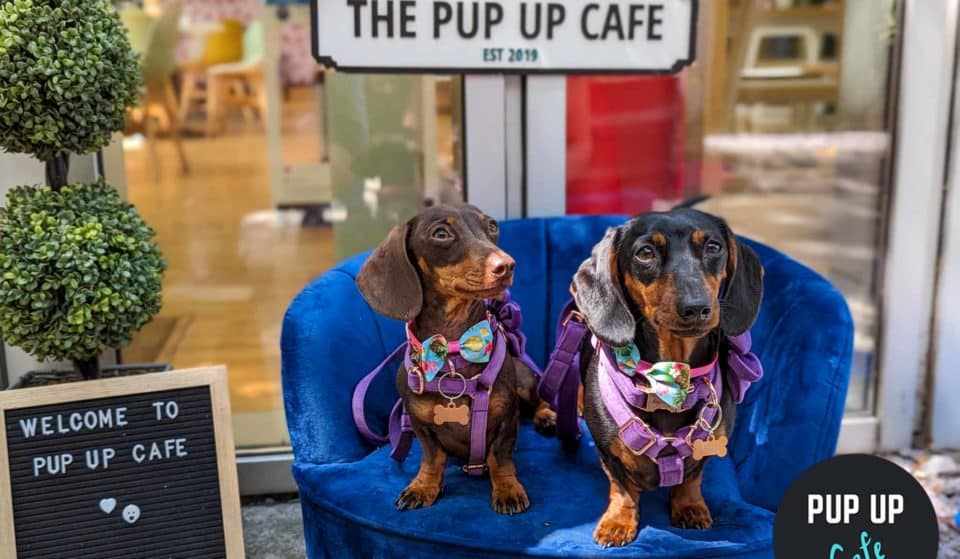 A Sausage Dog Pup-Up Cafe Is Coming To Manchester, And It’s Too Cute
