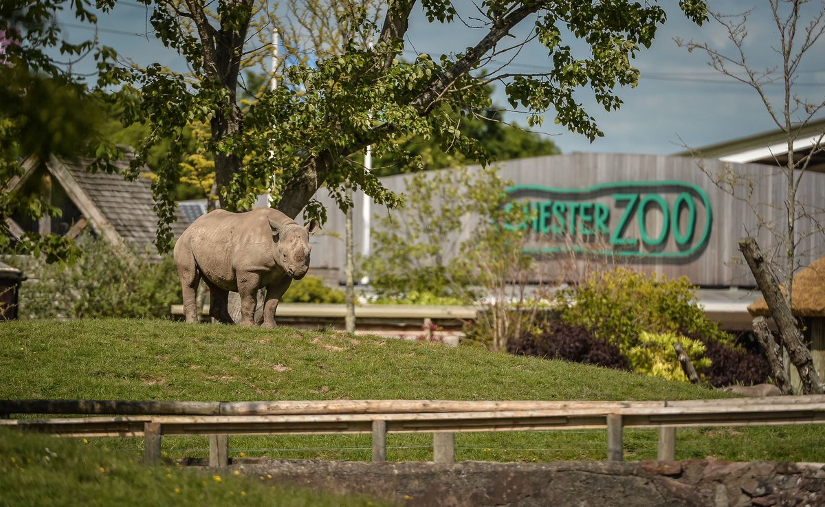 chester-zoo-rhino-manchester-day-trips