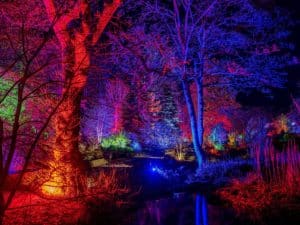 Trees-lit-up-rhs-bridgewater-glow