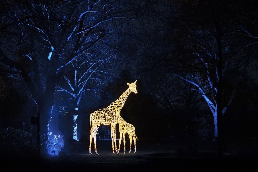 giraffe-light-installations-at-chester-zoo