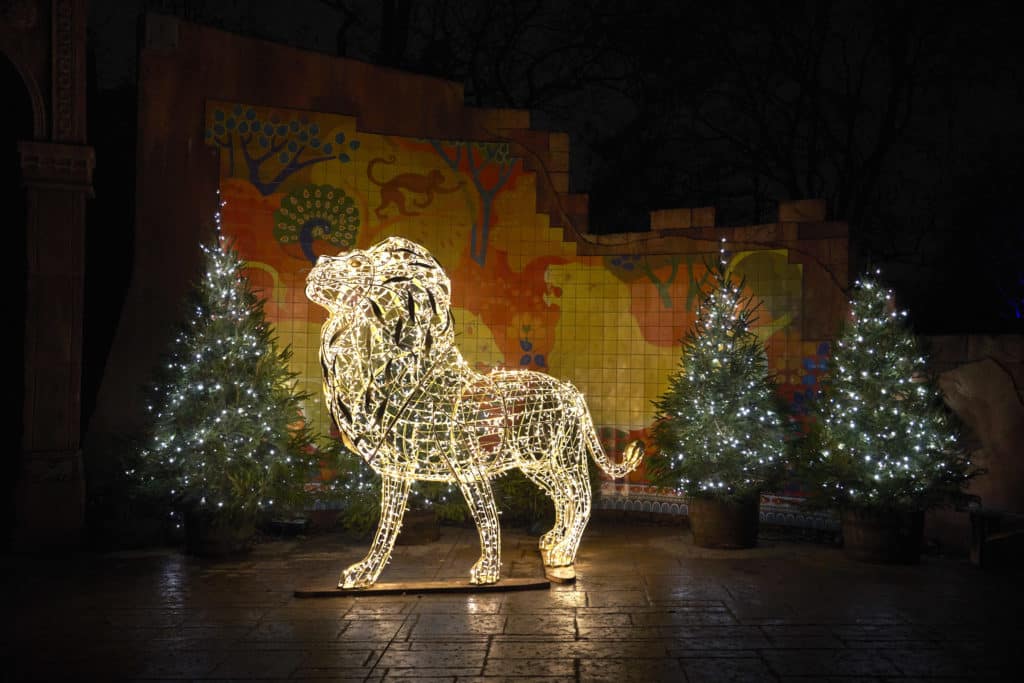 glowing-lion-light-installation-at-chester-zoo-lanterns-and-lights-this-christmas