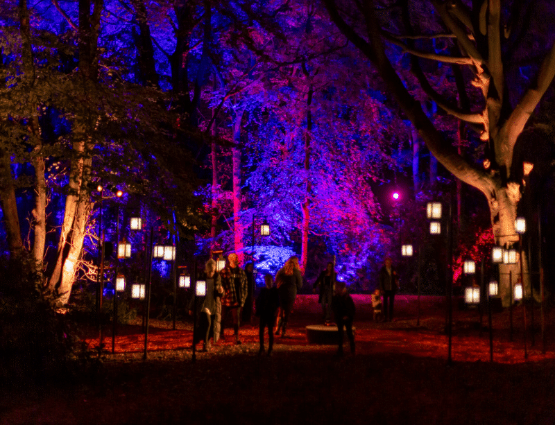 a forest with lanterns