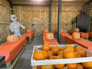 pumpkins-in-carving-cavern-at-reddish-vale-farm