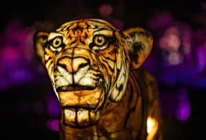 leopard-lantern-chester-zoo