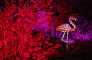 chester-zoo-flamingo-lantern
