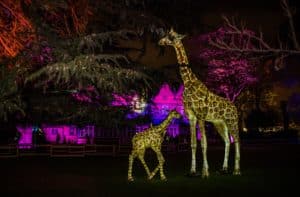 chester-zoo-lanterns-trail-glowing-giraffe-with-baby-giraffe