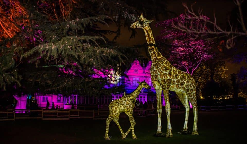 Chester Zoo Is Bringing Back Its Magical Lantern Trail For Christmas 2022