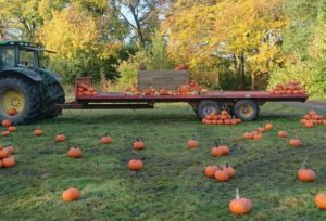 smithills-open-farm-pumpkins-on-tractor-trailer-and-some-on-grass