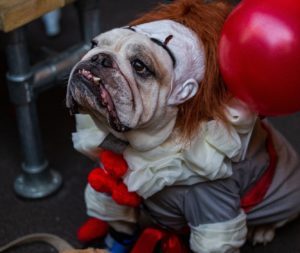 dog-dressed-up-as-chuckie-for-halloween-event-at-hatch-manchester