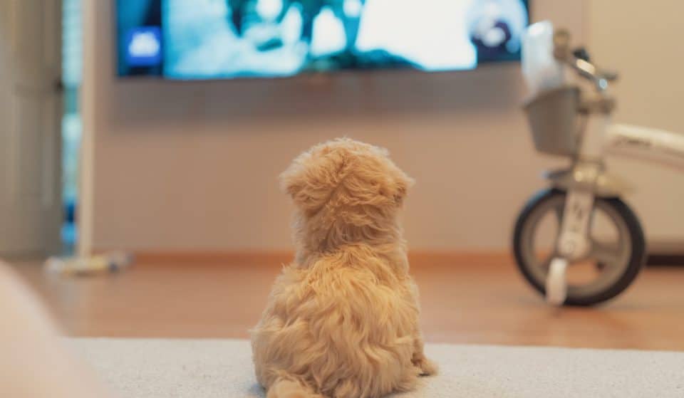 The UK’s Getting A Dog TV Channel Designed To Help Ease Anxiety In Pooches