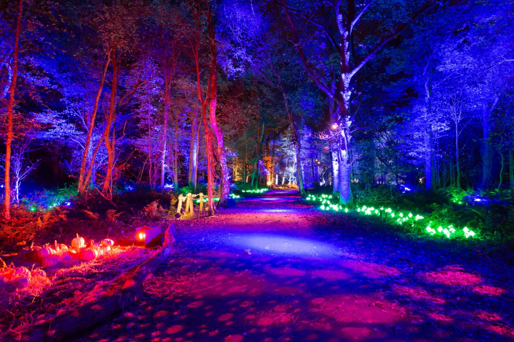 forest lit up by colourful lights
