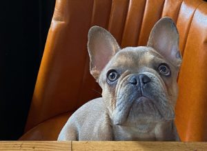 dog-looking-up-at-camera-on-bar-stool-at-cottonopolis-manchester