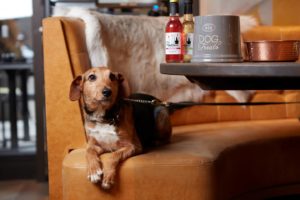 dog-sat-on-sofa-at-the-anthologist