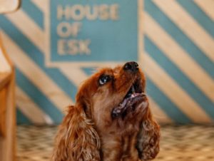 house-of-esk-sign-dog-looking-up