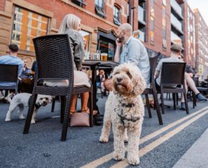 the-counter-house-terrace-dog-by-table-dog-friendly-spots-manchester