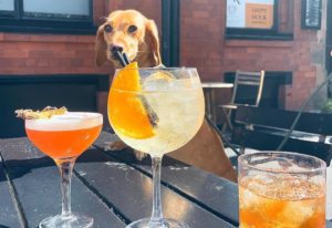 the-whiskey-jar-nq-cocktails-with-dog-in-background