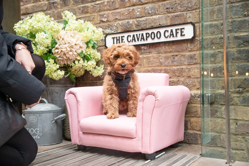 A Cute AF Cavapoo Cafe With Puppucinos & Doggy Cakes Is Coming To Manchester Next Week