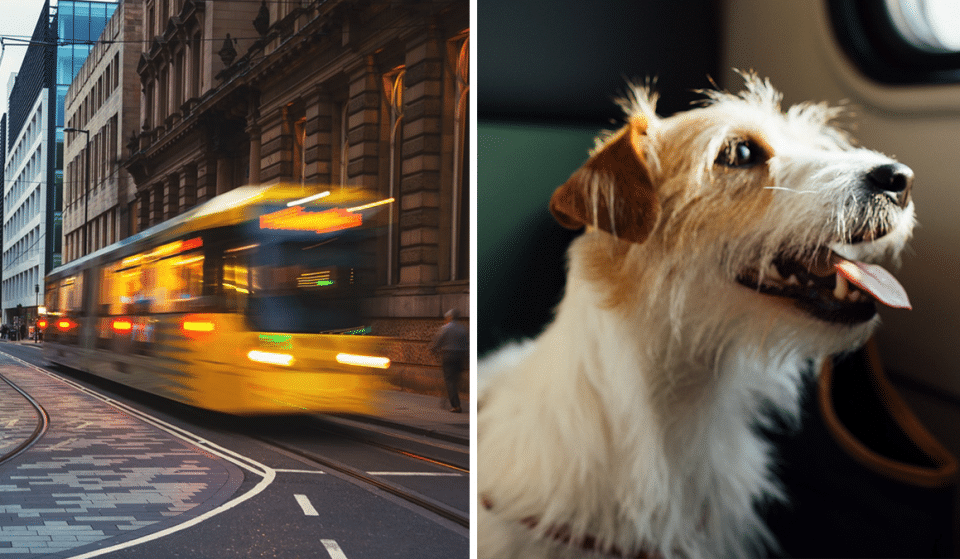 Here’s How Manchester Has Reacted To Dogs Finally Being Allowed On Trams In Manchester
