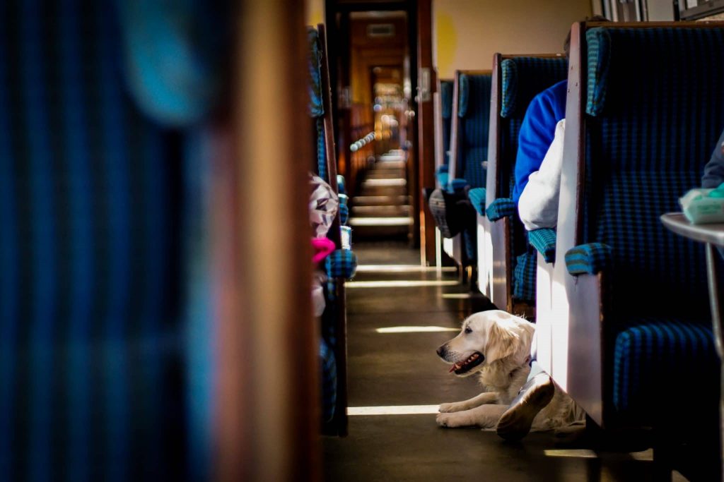 A dog sits on the floor of a train/tram carriage.