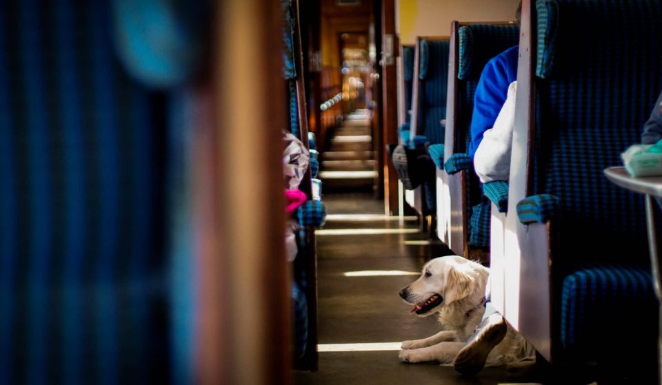 TfGM Is Allowing Dogs On Metrolink Trams Until The New Year