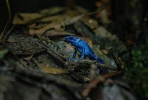 Halloween themed trail launched for the first time at Chester Zoo Blue Poison Frog -2