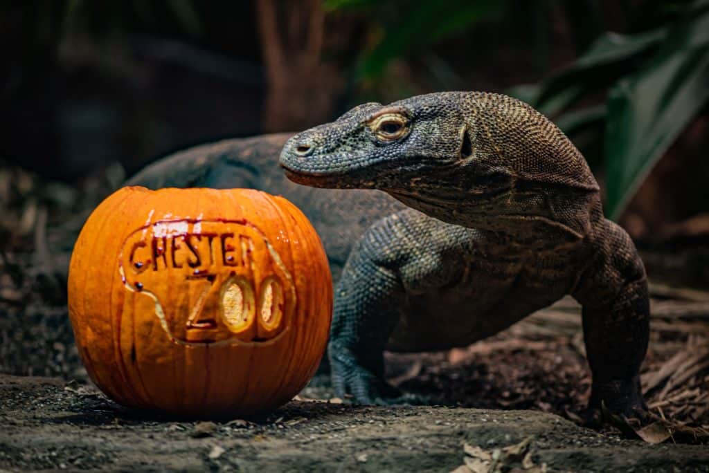 Halloween themed trail launched for the first time at Chester Zoo Komodo dragon 4