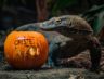 A Halloween-Themed Trail With Poisonous And Hair-Raising Species Is Coming To Chester Zoo For The First Time