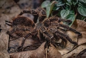 Halloween themed trail launched for the first time at Chester Zoo Taarantula-5