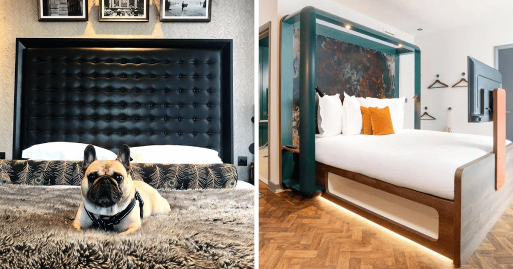 dog-friendly-hotels-manchester-dog-sat-on-bed-yotel-hotel-room
