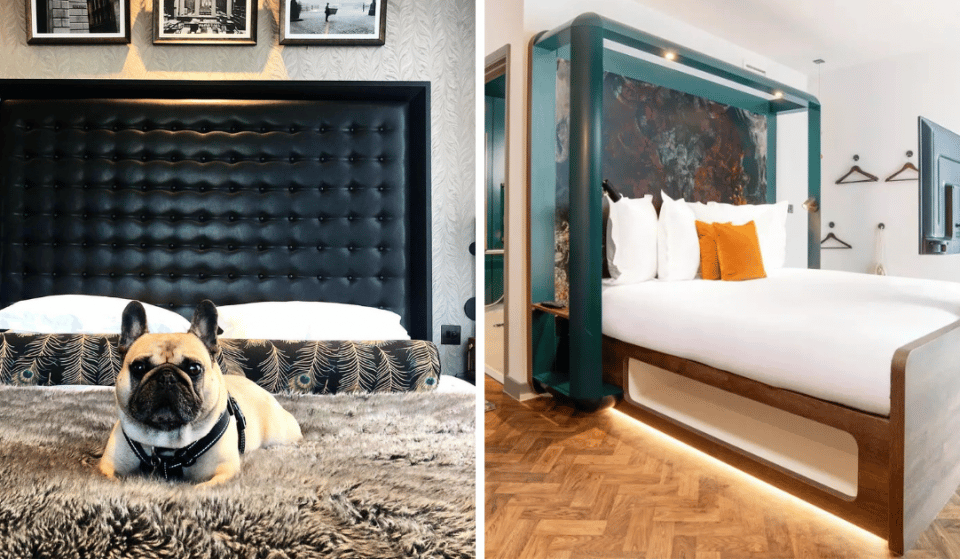 7 Of The Best Hotels In Manchester For An Overnight Stay With Your Pooch