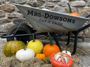 mrs-downsons-pumpkins-in-wheelbarrow