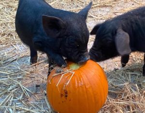 mrs-dowsons-farm-pigs-with-pumpkins