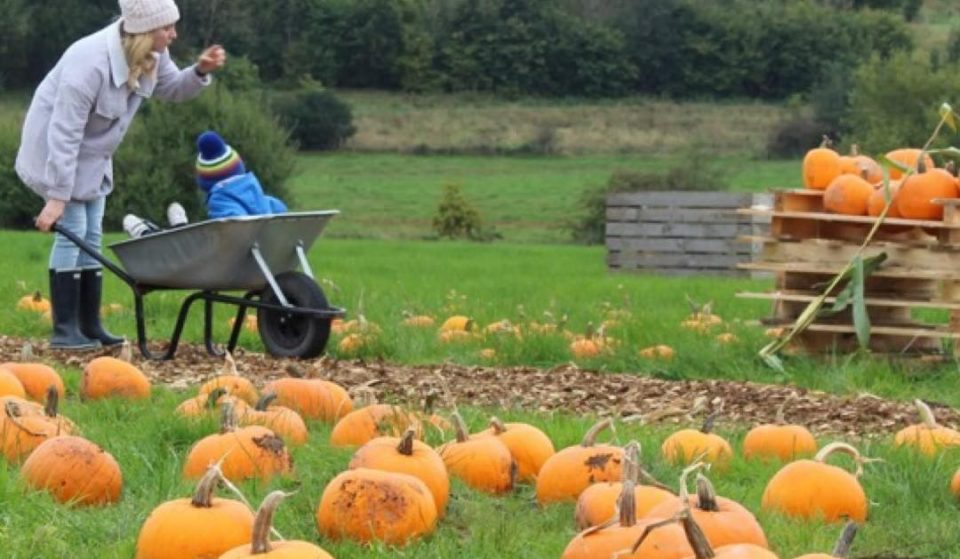 Get Into The Autumn Spirit At This Pumpkin Festival With Animals And Ice Cream At This North West Farm