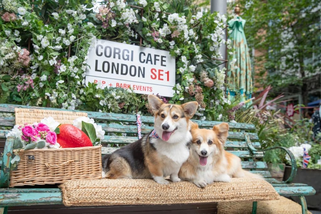 corgi-cafe-london-coming-to-manchester-media-city