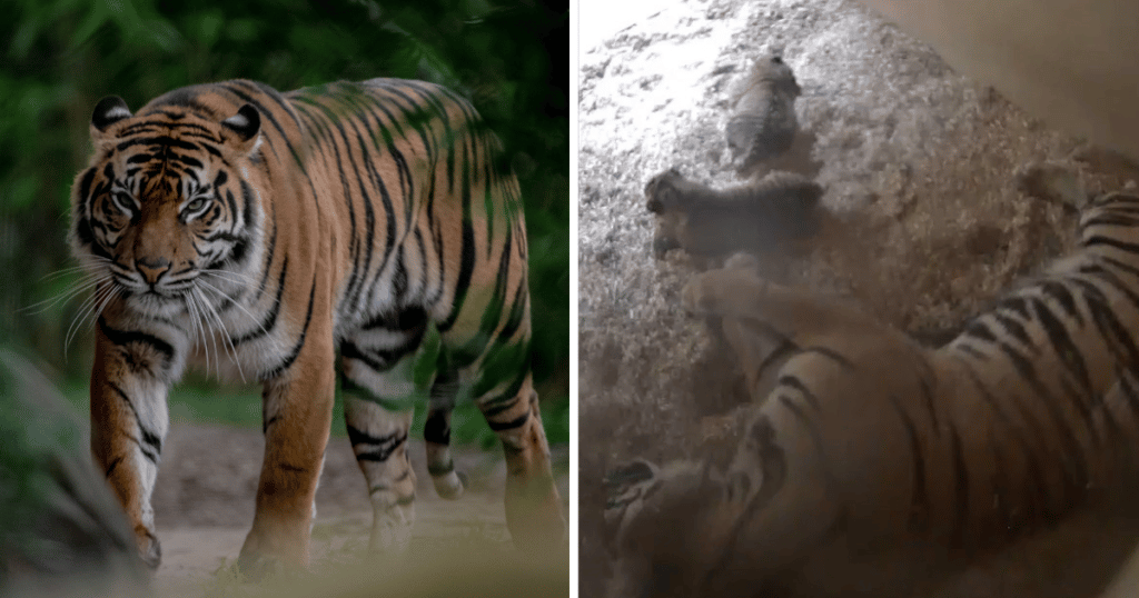 Sumatran tiger twins thriving in first public appearance at Chester Zoo -  BBC News