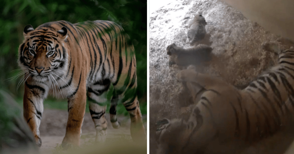 chester-zoo-birth-of-sumatran-tiger-twins