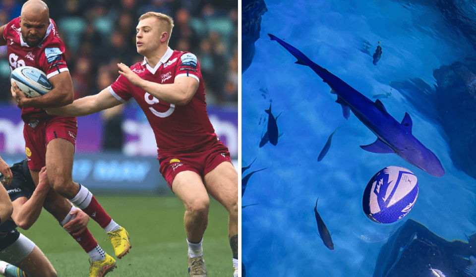 SEA LIFE Manchester Is Renaming Its Sharks After England Rugby Players, For Reasons Best Known To Them