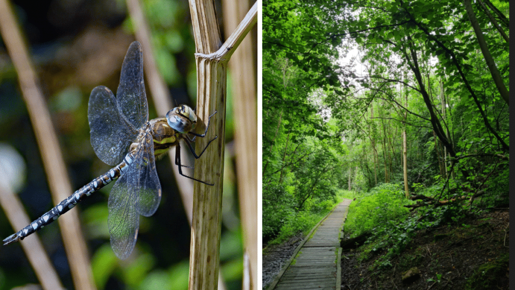 dragonfly-on-branch-broadhurst-clough-local-nature-reserve-moston-manchester