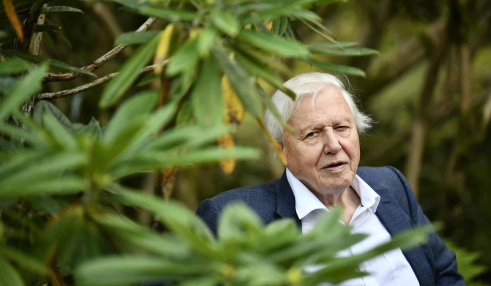 Sir David Attenborough’s New ‘Wild Isles’ Series Likely To Be His Last