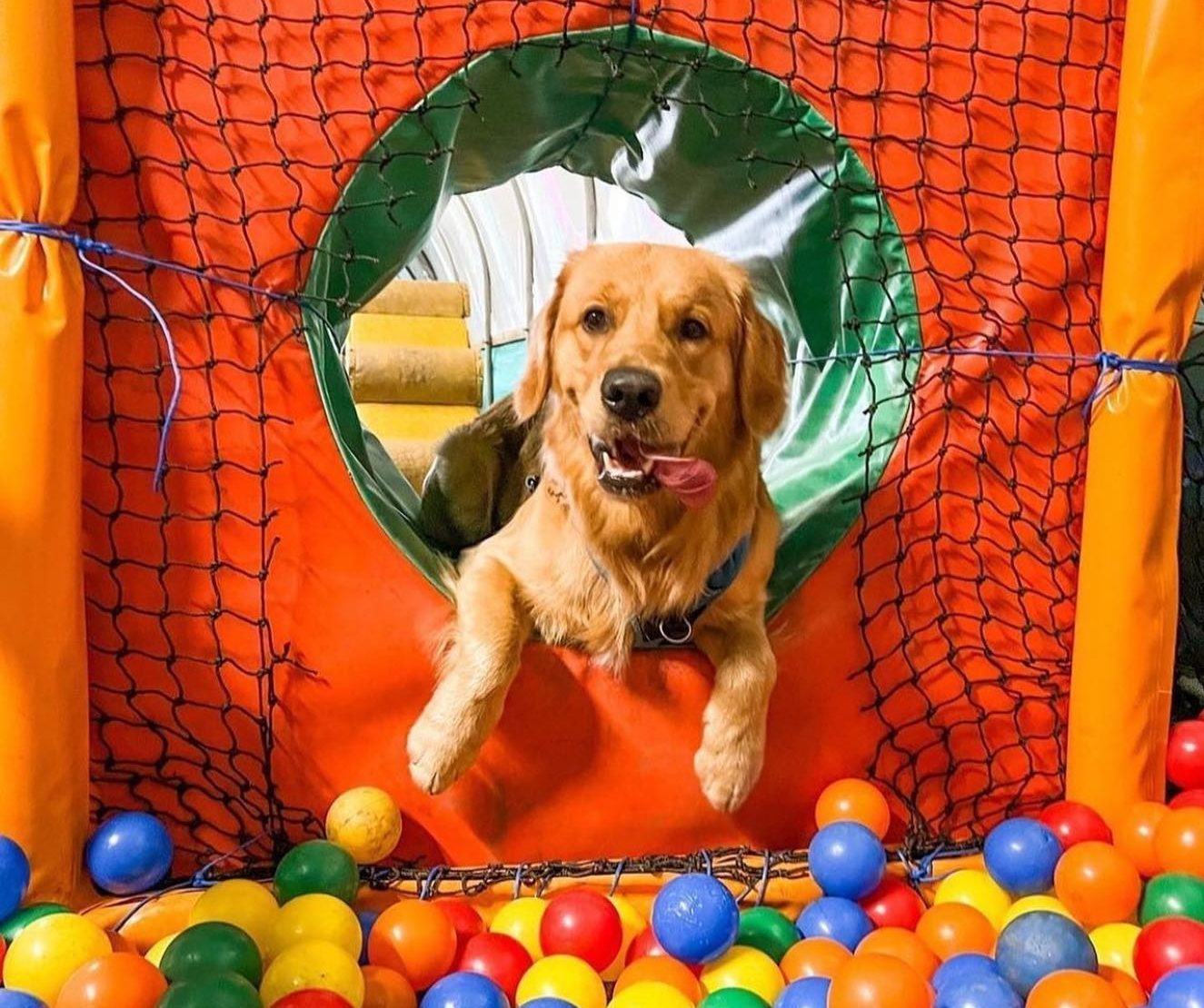 dog-in-ball-pit-with-tongue-out-bark-n-bounce-friendly-manchester-cities