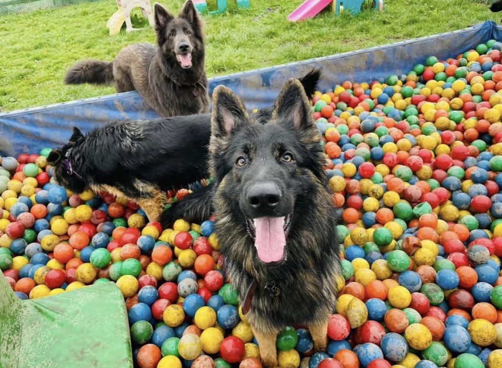 doggy-ball-pit-at-bark-n-bounce-manchester