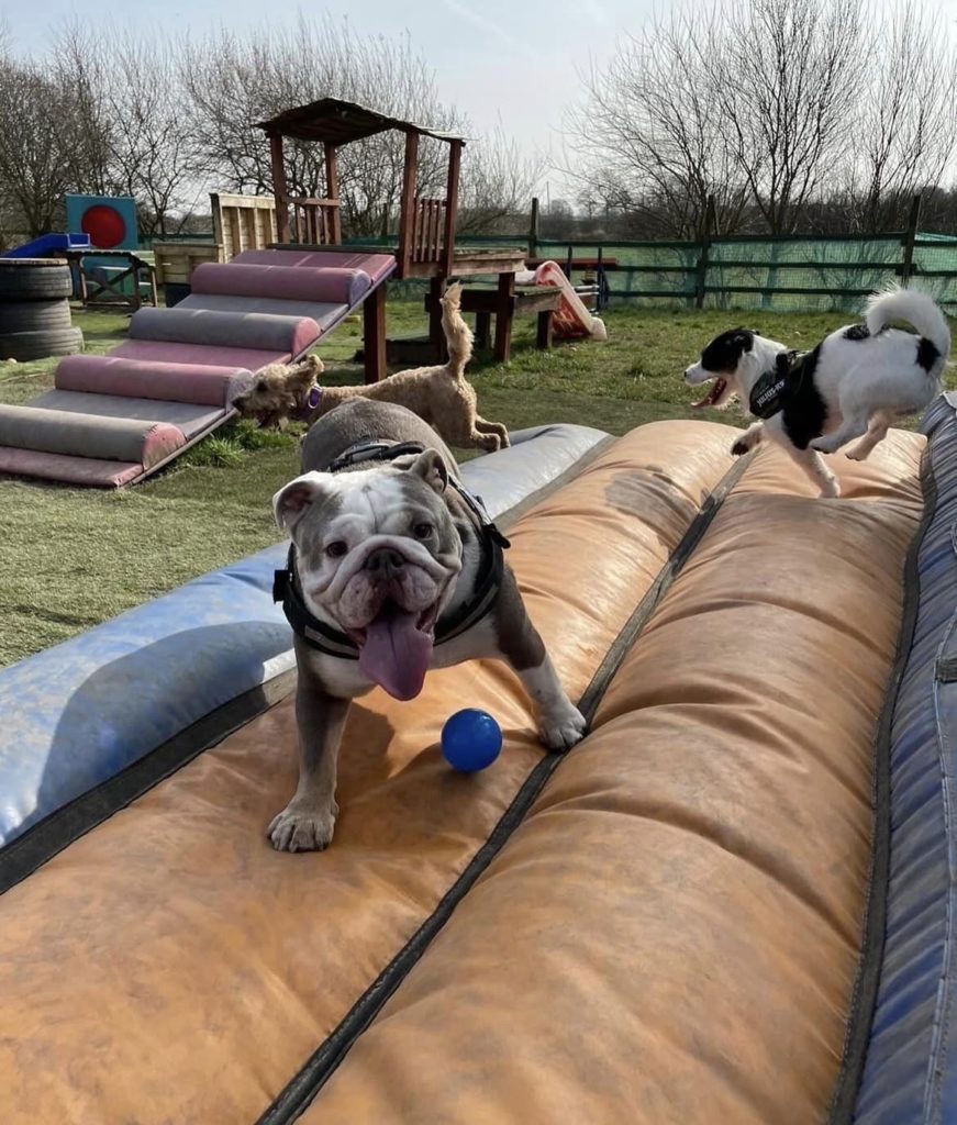 inflatable-assault-course-bulldog