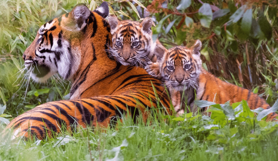 Chester Zoo’s Sumatran Tiger Cubs Have Ventured Out Of Their Den