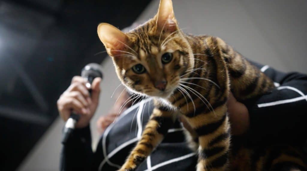 bengal-cat-at-cat-extravaganza-by-loving-cats-worldwide-which-is-coming-to-manchester