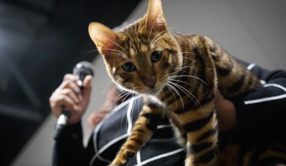 This Huge Cat Extravaganza That’s Taken Over TikTok Is Coming To Manchester